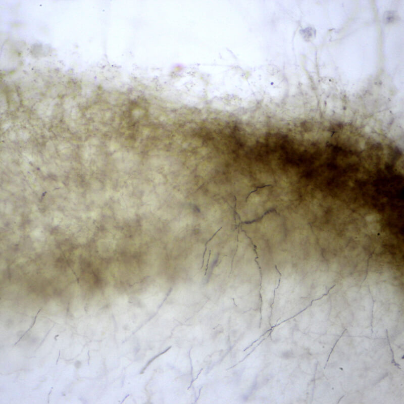 Preparate pentru microscop 100 bucati