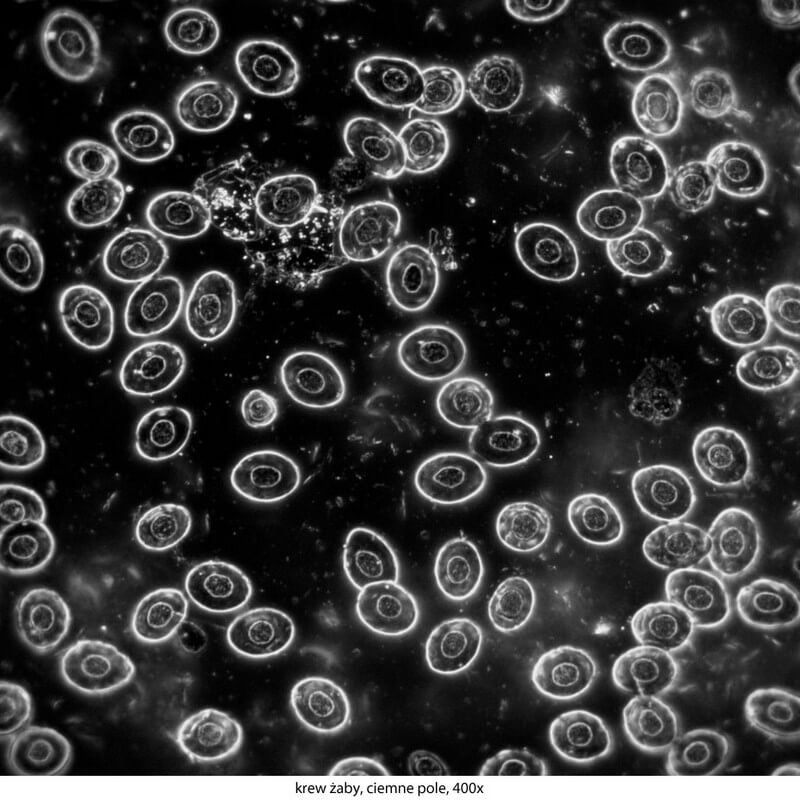 Microscop biologic binocular DELTA Genetic Pro Bino (40x-1000x)