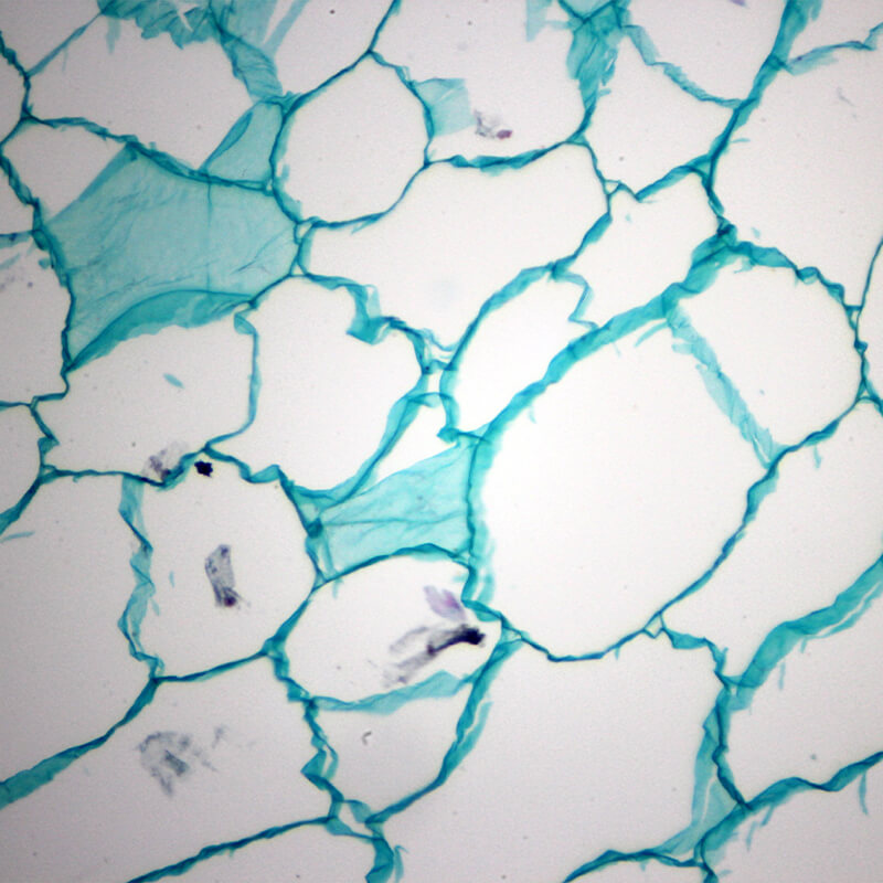 Set preparate botanica pentru microscop (25 buc)