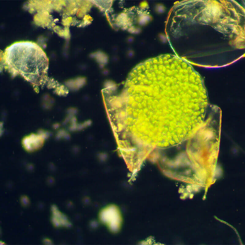 Condensator camp intunecat N.A 0.9 Delta Genetic Pro image 3