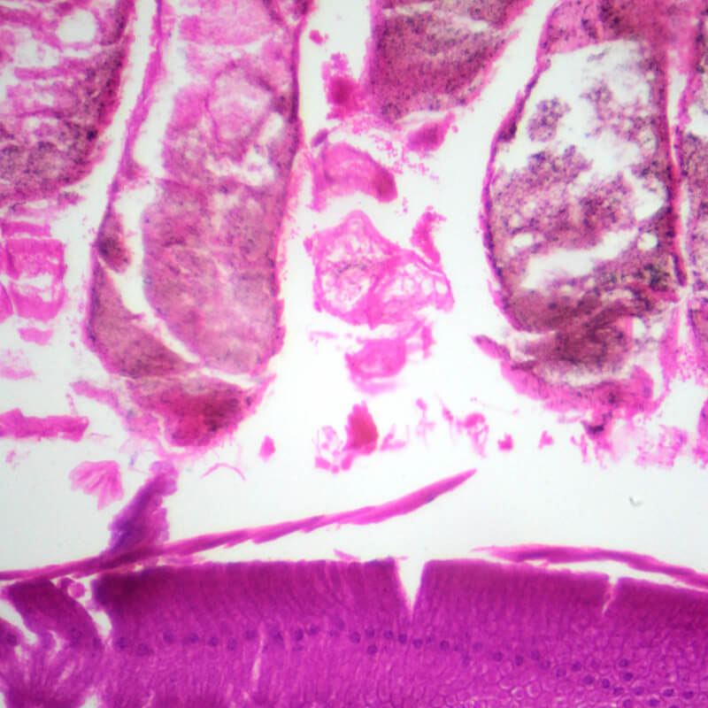 Set preparate zoologica pentru microscop (25 buc)