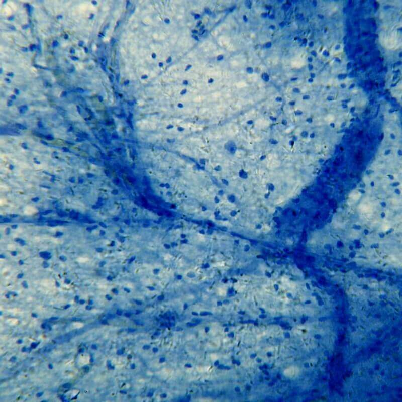 Microscop digital Bresser LCD-35 (0,3-5MP) pentru profesor image 3