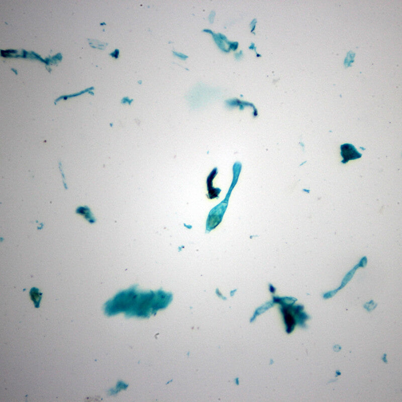 Set preparate botanica pentru microscop (25 buc)