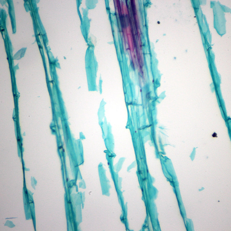 Set preparate botanica pentru microscop (25 buc) image 3