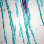 Set preparate botanica pentru microscop (25 buc) image 3