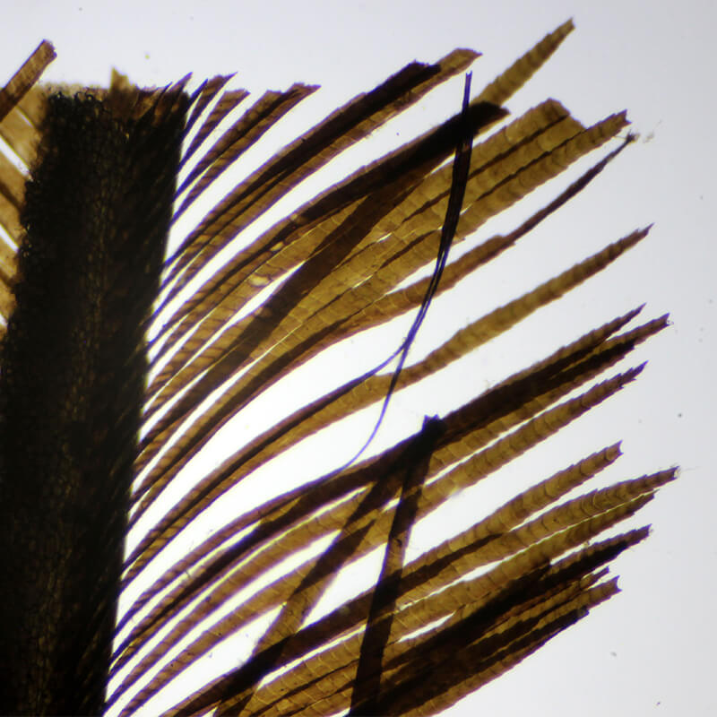 Set preparate mixt pentru microscop (25 buc)