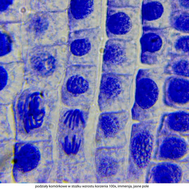 Microscop biologic binocular DELTA Genetic Pro Bino (40x-1000x)