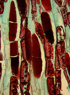 Camera digital  MicroQ-PRO pentru microscop 5 MP, colorat cu filet C-mount (USB 2.0) (resigilat) image 2