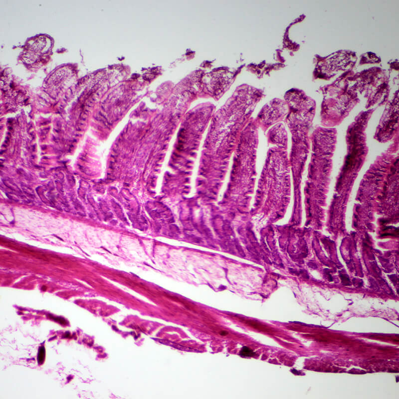 Set preparate mixt pentru microscop (25 buc)
