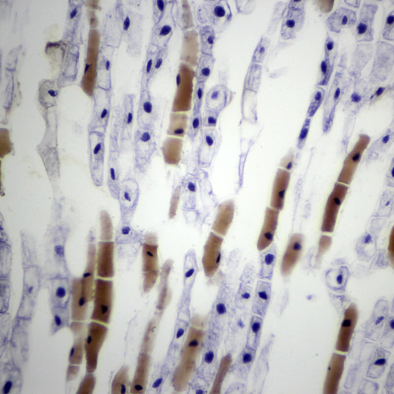 Preparate pentru microscop 100 bucati