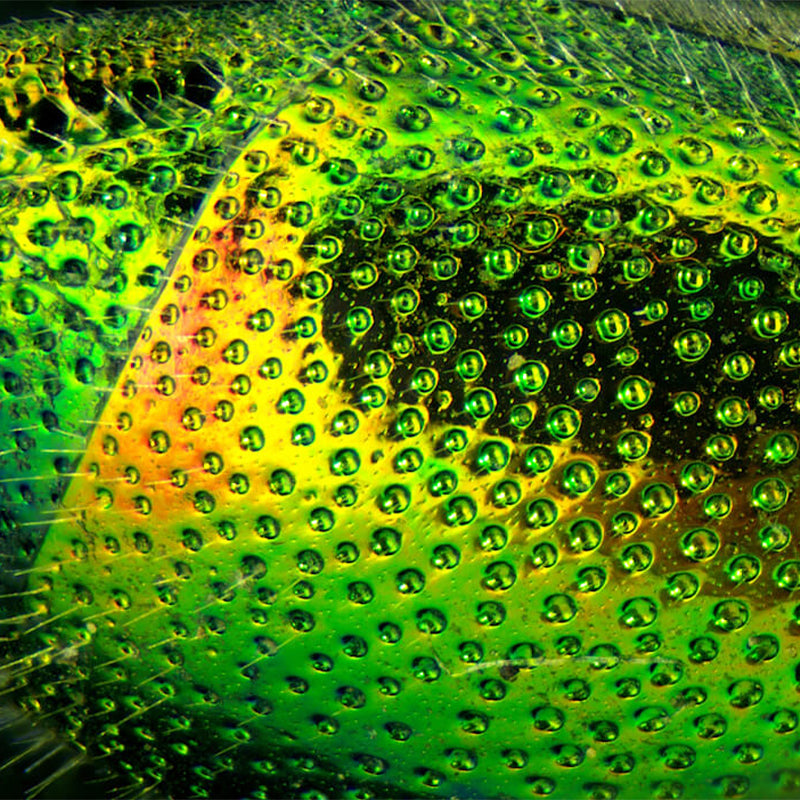 Microscop stereo Delta Discovery 50 (20x - 40x)