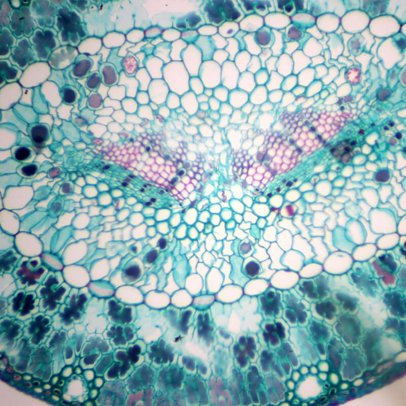 Preparate pentru microscop 100 bucati