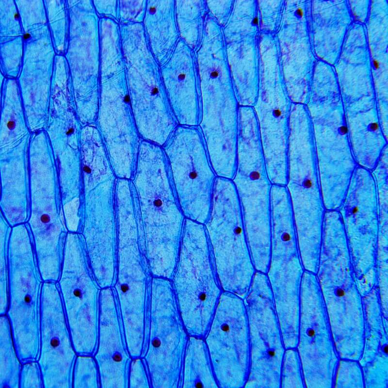 Microscop biologic monocular educational BIM-270M (40-400x)