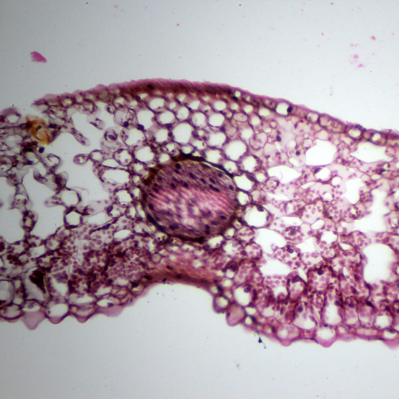 Preparate pentru microscop 100 bucati