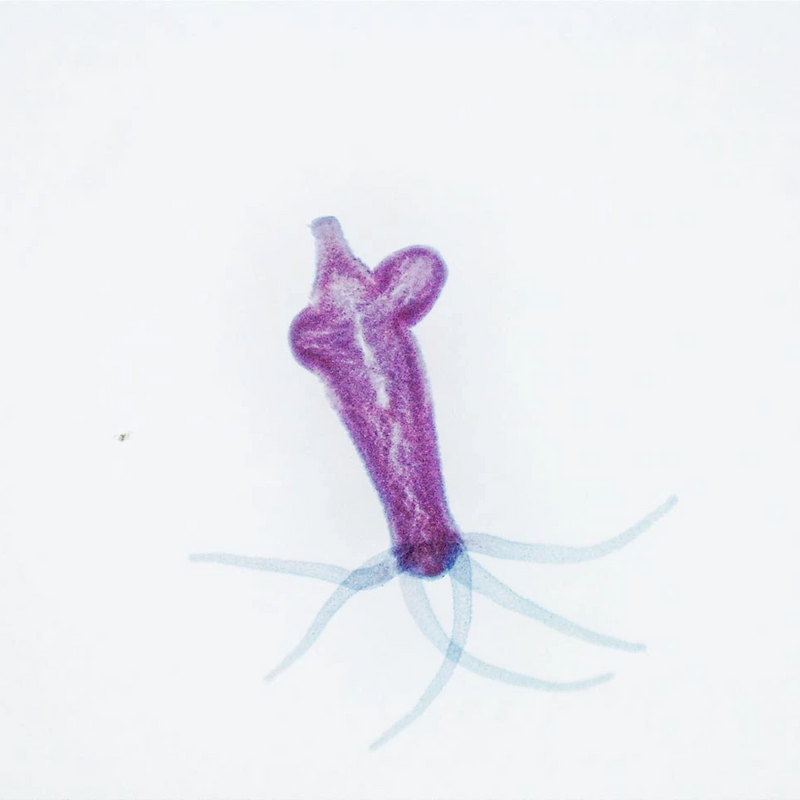 Microscop digital portabil DELTA Smart PRO 5MP