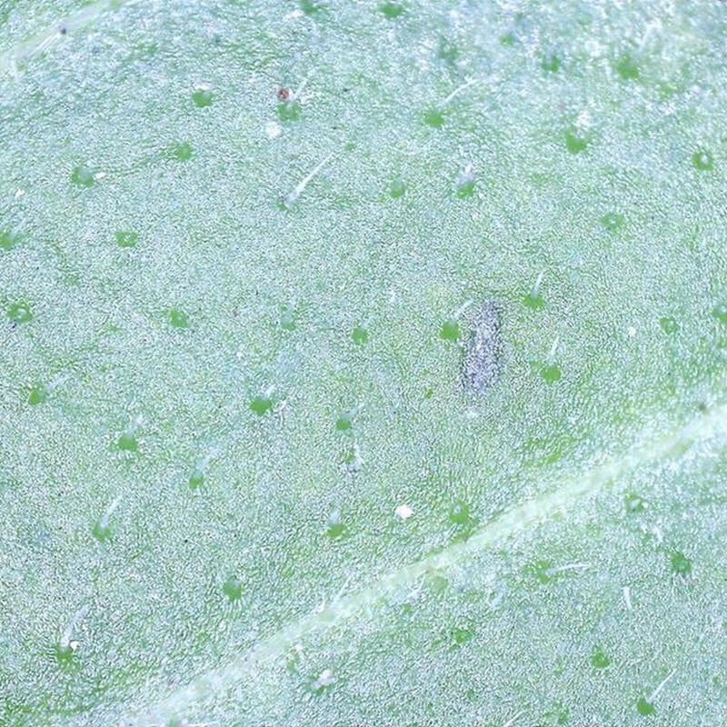 Microscop digital portabil DELTA Smart PRO 5MP