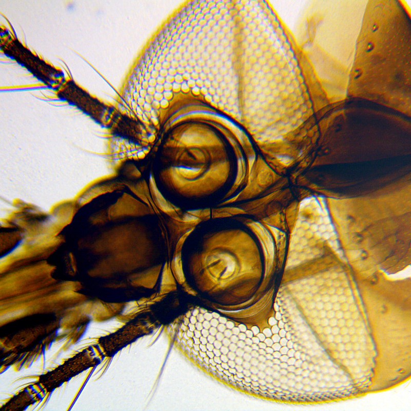 Microscop biologic pentru elevi BioLight 100 Azure (40-400x)