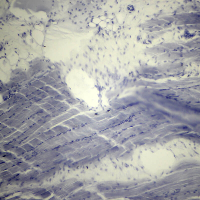 Set preparate anatomie pentru microscop (25 buc)