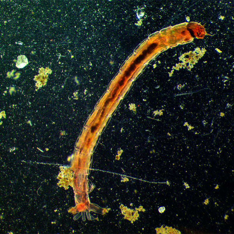 Condensator de camp intunecat pentru microscoape stereo image 3