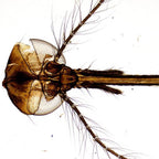 Microscop biologic BIM-105B (40x - 1000x) (resigilat) image 2