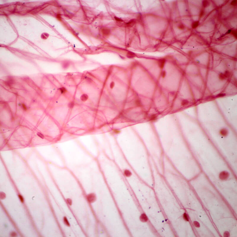 Set preparate botanica pentru microscop (25 buc)