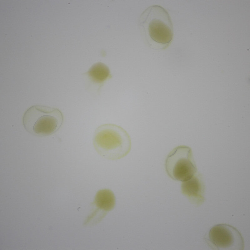 Set preparate botanica pentru microscop (25 buc)