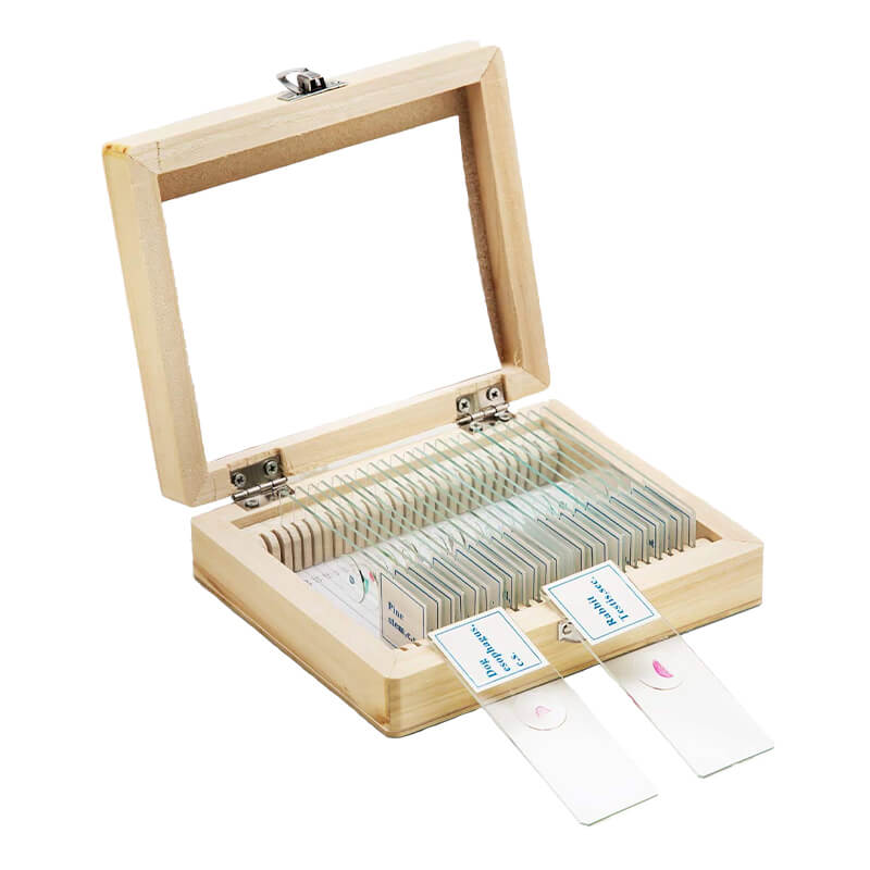 Set preparate gimnasiu pentru microscop (25 buc) image 2