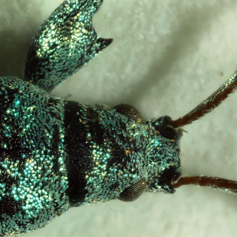 Microscop biologic pentru elevi BioLight 100 Azure (40-400x) image 3