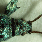 Microscop biologic pentru elevi BioLight 100 Azure (40-400x) image 3