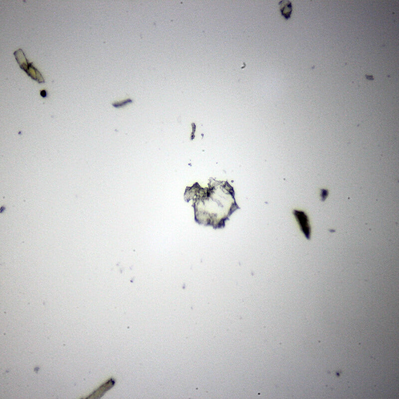 Preparate pentru microscop 100 bucati