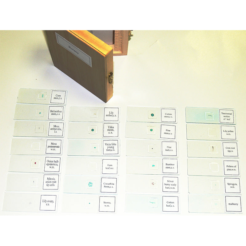 Set preparate botanica pentru microscop (25 buc) image 4