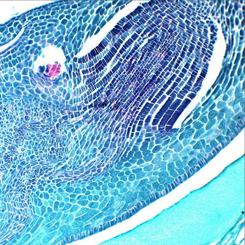 Microscop biologic trinocular BIM-151T LED (40-1000x)