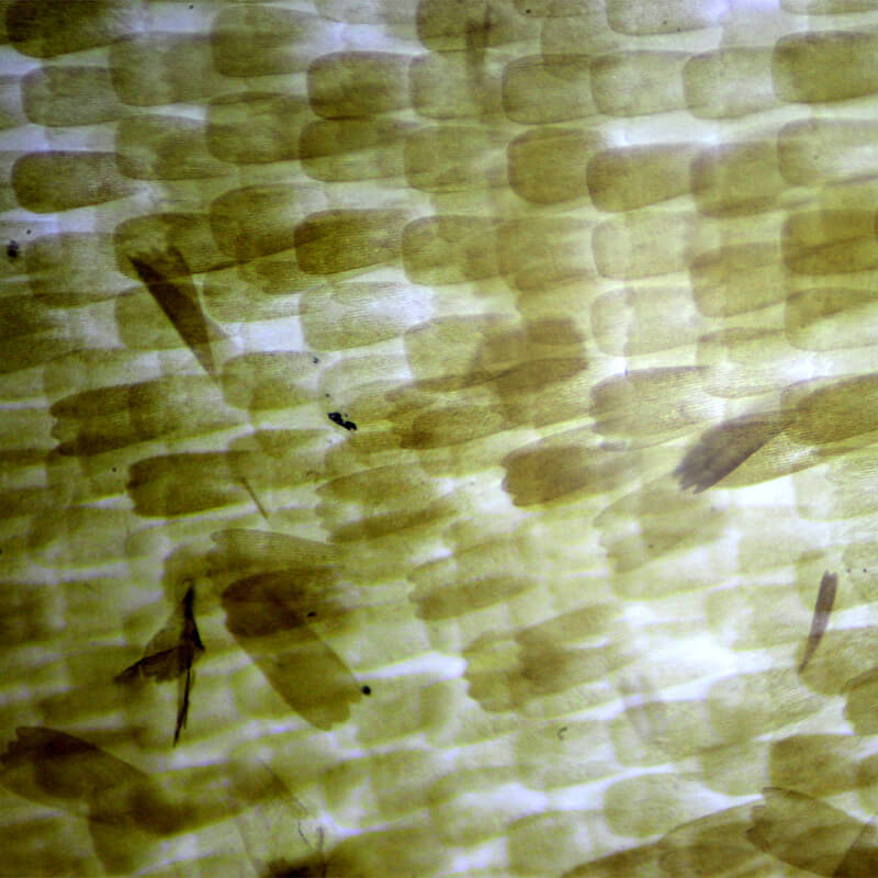 Set preparate zoologica pentru microscop (25 buc)