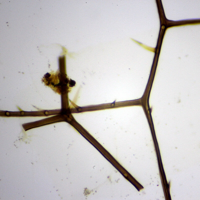 Set preparate zoologica pentru microscop (25 buc)