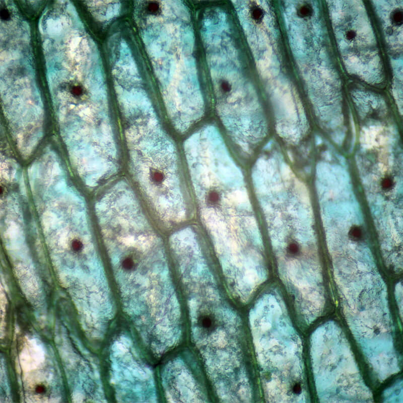 Microscop biologic binocular Student 22 (40-400x) pentru elevi