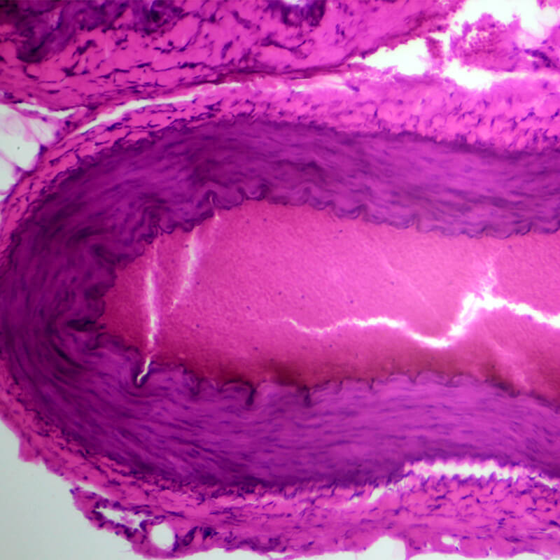 Set preparate anatomie pentru microscop (25 buc)