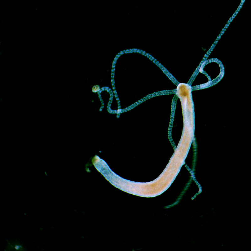 Condensator de camp intunecat pentru microscoape stereo image 4