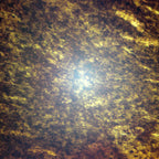 Set preparate gimnasiu pentru microscop (25 buc) image 4