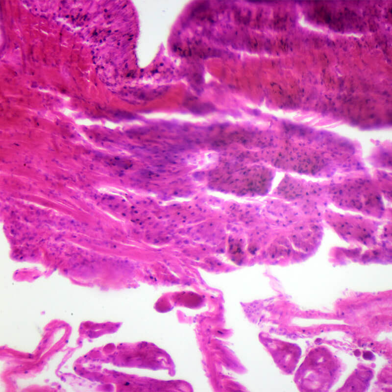Set preparate zoologica pentru microscop (25 buc)