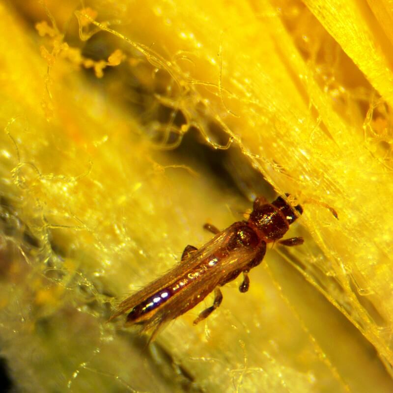 Microscop stereo STM-4A zoom (10x - 40x)