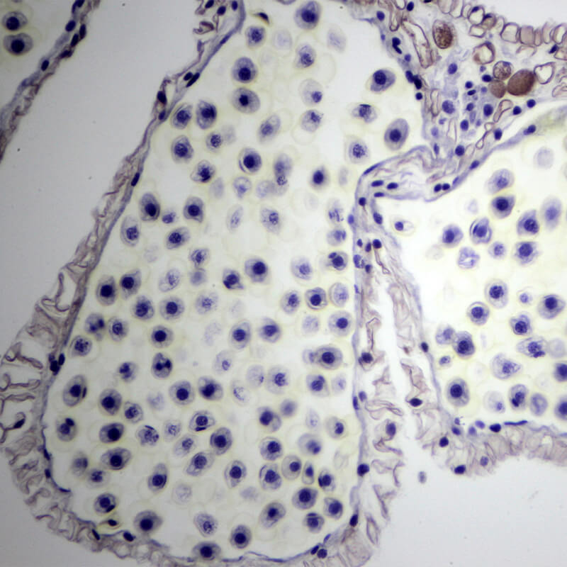 Preparate pentru microscop 100 bucati