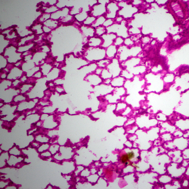 Microscop biologic trinocular BIM-135T EA semiPLAN (40x-1000x)