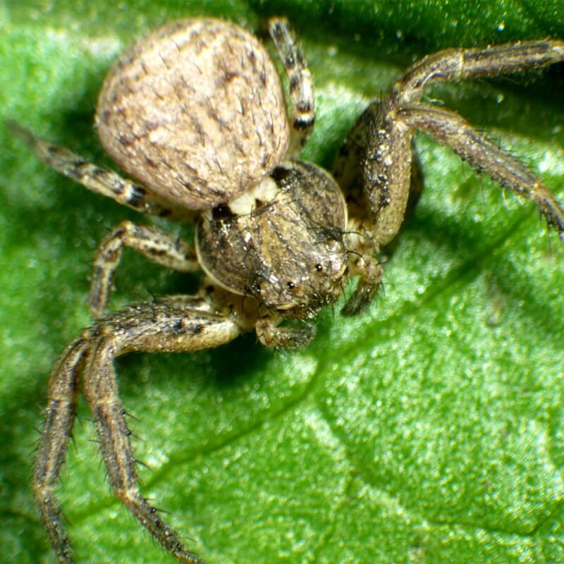 Microscop stereo Delta Discovery 50 (20x - 40x)