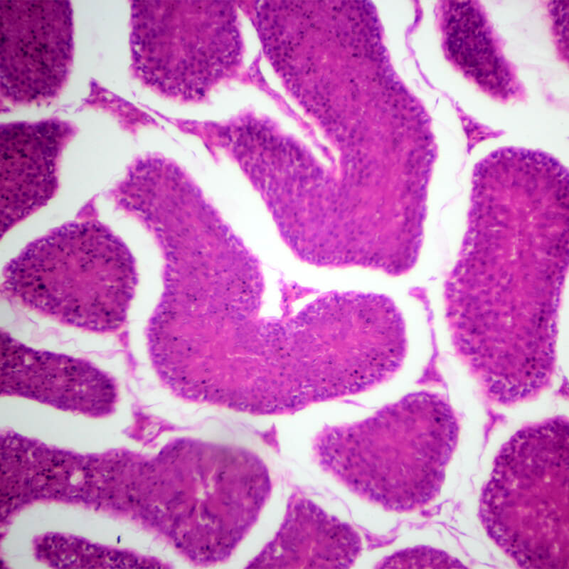 Set preparate anatomie pentru microscop (25 buc)