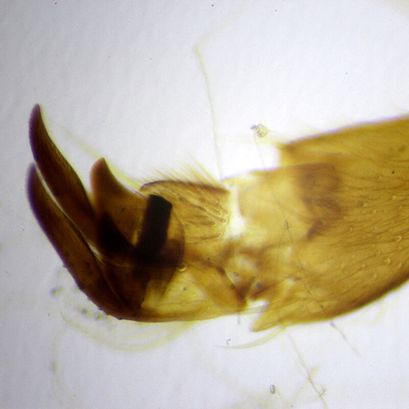 Set preparate zoologica pentru microscop (25 buc)