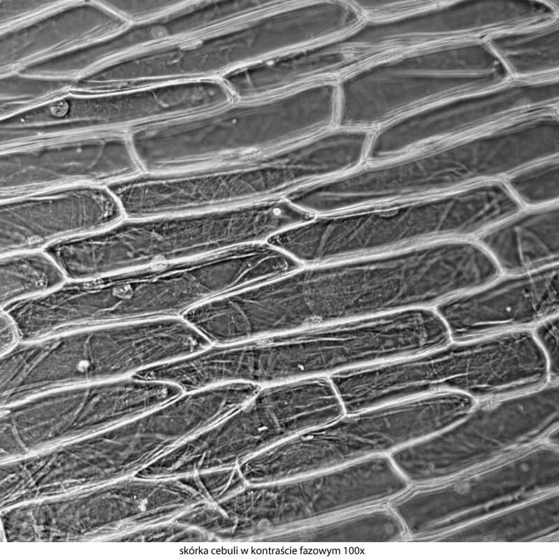 Microscop biologic trinocular DELTA Genetic Pro Trino (40x-1000x)