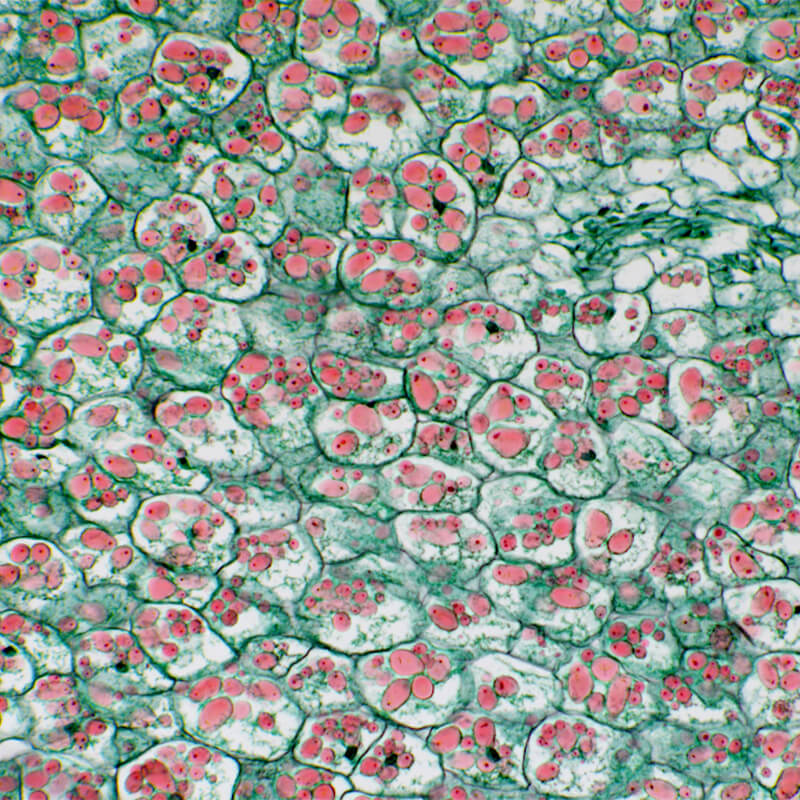 Microscop biologic Lacerta Travel (40x - 1000x)