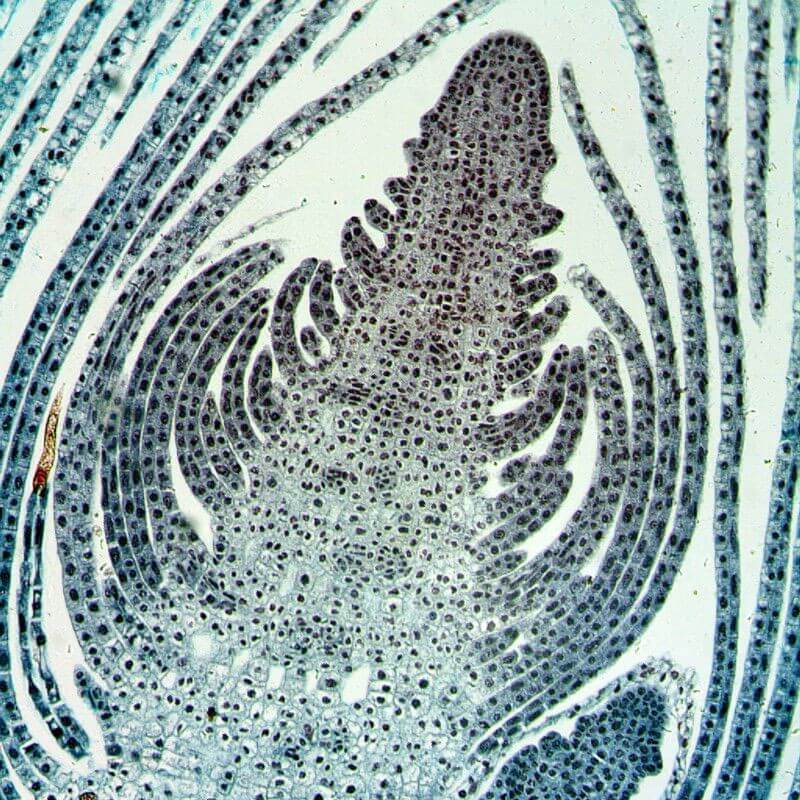 Microscop biologic monocular BIM-105M (40-1000x) image 2