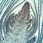 Microscop biologic monocular BIM-105M (40-1000x) image 2