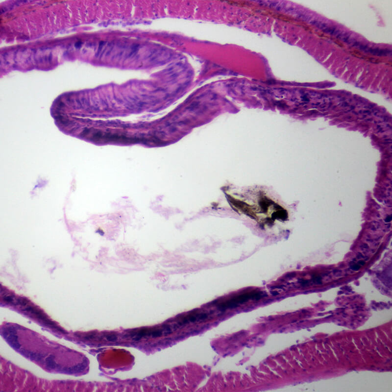 Set preparate zoologica pentru microscop (25 buc)